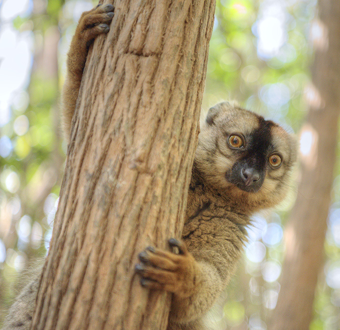 Bamboo lemur